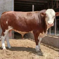 گاو،گوساله زنده منصفانه ترین  بعلت شرایط موجود