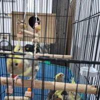 جوجه عروس هلندی|پرنده|رشت, کوی مهر|دیوار