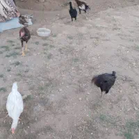 سلام فروش جوجه لاری سه مرغ و سه خروس