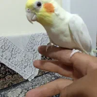 عروس هلندی