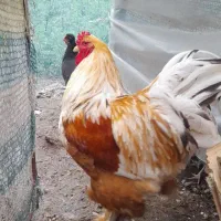 برهما اصیل