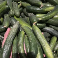 خیار تازه