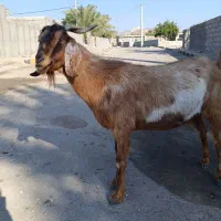 بز دو رگ پاکستانی