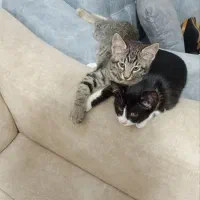 واگذاری بچه گربه محدوده شهسوار (تنکابن)|گربه|تنکابن, |دیوار