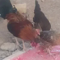 بعترین قیمت اگه خریداری دوسه تا مرغ و خروس بی پو|حیوانات مزرعه|کرباسک, |دیوار