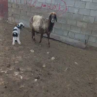 فروش چهار راس میش بره دار|حیوانات مزرعه|شیراز, فرهنگیان|دیوار