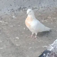 کبوتر باختع