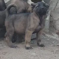توله ماده سرابی پادشاه