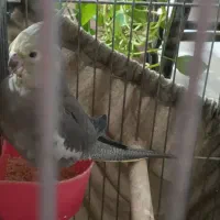 عروس هلندی مولد|پرنده|شهریار, یوسف آباد صیرفی|دیوار