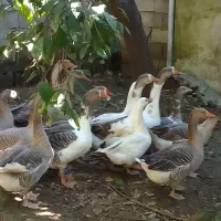 اردک خارجی و قو|حیوانات مزرعه|ساری, |دیوار
