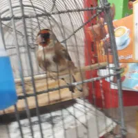 دوتافلش باگوشی وسیره متولدقفس|قطعات و لوازم جانبی رایانه|خرم‌آباد, |دیوار