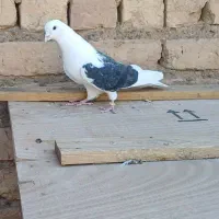 کفتر|پرنده|قم, انصار‌الحسین|دیوار