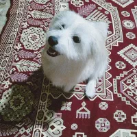 فروش سگ اشپیتز|سگ|یاسوج, |دیوار