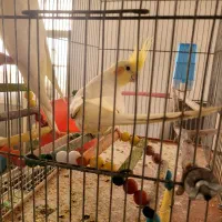 عروس هلندی نر وماده بالغ وجفت