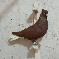 کبوتر