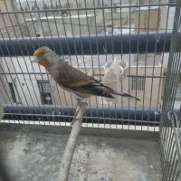 سهره قناری دهن ردی