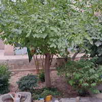 منزل کلنگی فروش از طریق مزایده|فروش زمین و ملک کلنگی|اصفهان, مسجد مصلی|دیوار