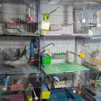 پرنده زینتی|پرنده|بوکان, |دیوار