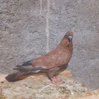 ماده بادمجونی کله ای.امیدیه