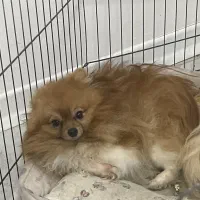 سگ نر دوساله