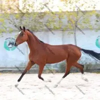 اسب اصیل عرب