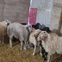 بره نر سرک دار