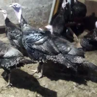 بوقلمون ارگانیک|حیوانات مزرعه|تاکستان, |دیوار