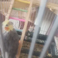 ۷ تا عروس هلندی به همراه قفس و لوازم ۴ تومان|پرنده|مشهد, آبکوه|دیوار