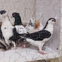 ۴۰عددرنگه بیشترنر|پرنده|مشهد, کشف|دیوار