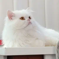 پرشین اصیل سفید نر