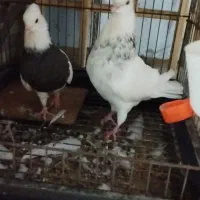 چهار تا کبوتر طوقی سه ماده یه نر