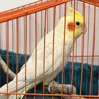 عروس هلندی|پرنده|خلخال, |دیوار