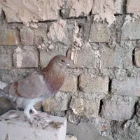 سلام بادکنکی ماده