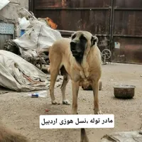 سرابی اصیل آینده دار|سگ|تهران, سعادت‌آباد|دیوار