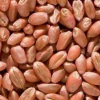 گندم بذری باسیلوا