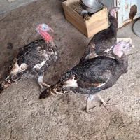 3 عدد بوقلمون نر و ماده