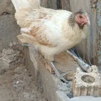 مرغ گلین لری