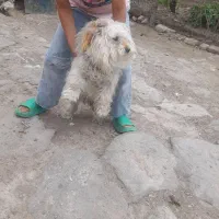 سگ پاکوتاه