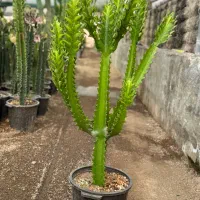 کاکتوس و افوربیا