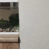 آکواریوم شیشه خم شرکتی|ماهی|ابهر, |دیوار