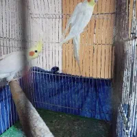 عروس پاریس نر|پرنده|اهواز, شهرک شهید عباس پور|دیوار