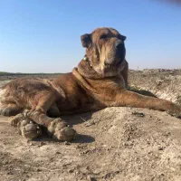 سگ خراسانی|سگ|نیشابور, ریوند|دیوار