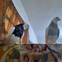 انگشتر معاوضه کبوتر یا پرنده