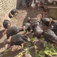 فروش4عدد بوغلمون نر وماده برنز سینه پهن امریکایی