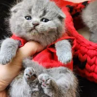 بچه گربه های جذاب