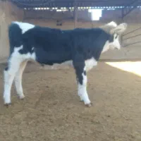 گوساله سیمینتال ماده|حیوانات مزرعه|بجنورد, |دیوار