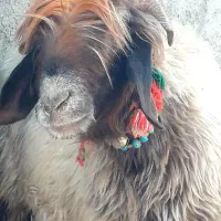 میش