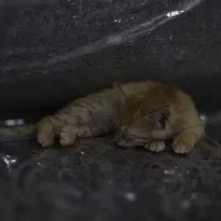 گربه نژاد DSH نارنجی