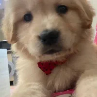 فروش سگ های خانگی نگهبان آموزش دار متنوع|سگ|کرج, عظیمیه|دیوار