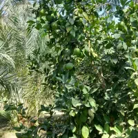 نهال پرتقال|گل و گیاه طبیعی|بم, |دیوار